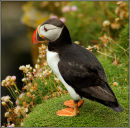 Puffin (Fratercula arctica)